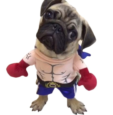 Witziges Boxer-Kostüm für Hunde und Katzen. Von FurLaati