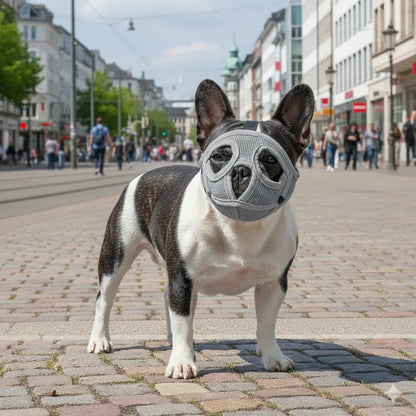 Dog wearing a muzzle on a city street